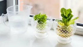 10 продуктов, из которых можно вырастить зелень дома 
