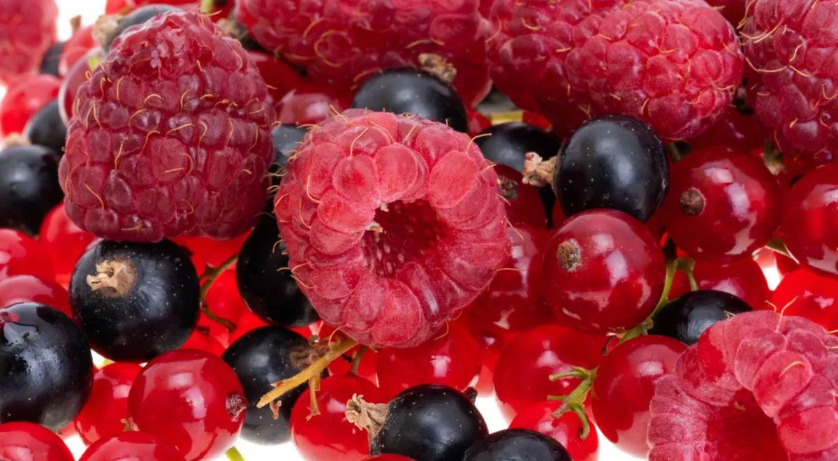 Малина или смородина: врач рассказал, какая ягода полезнее