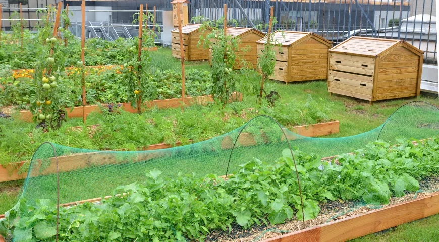 В кулинарной школе Le Cordon Bleu теперь есть свой огород, которым будут пользоваться ученики