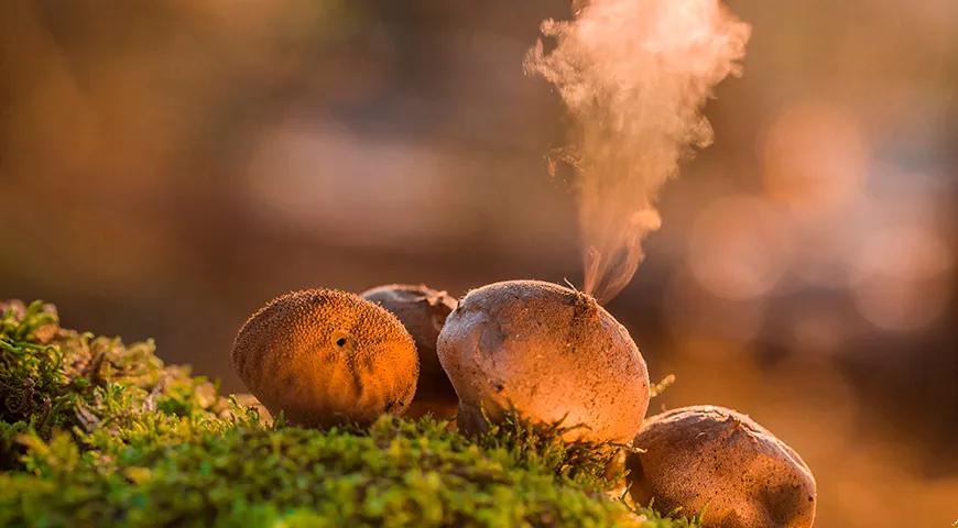 У созревающего дождевика внутренняя белая мякоть трансформируется в оливково-коричневую порошкообразную массу спор, которые при попадании капель дождя выбрасываются наружу со скоростью около 100 см/с