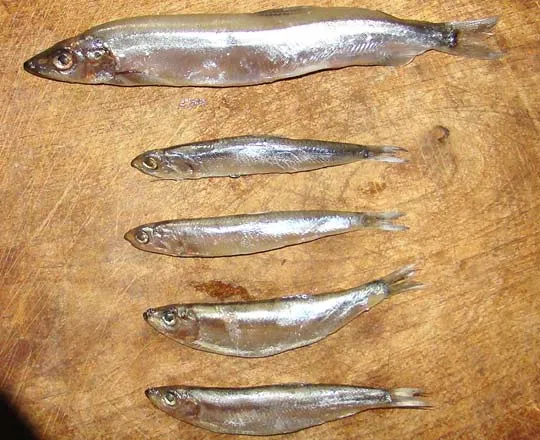 Первая верхняя рыбка – мойва. Она лежит для масштаба. Далее (сверху вниз) следуют 2 экземпляра хамсы и 2 экземпляра черноморской кильки. Фото Ник Бора.  
