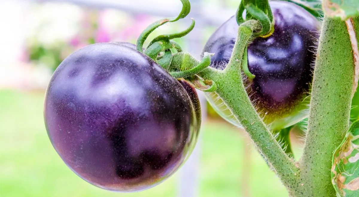 Фиолетовый томат, польза для здоровья