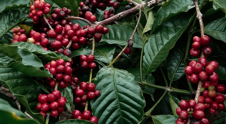 Всего известно более 100 видов кофе, все они относятся к роду Coffea