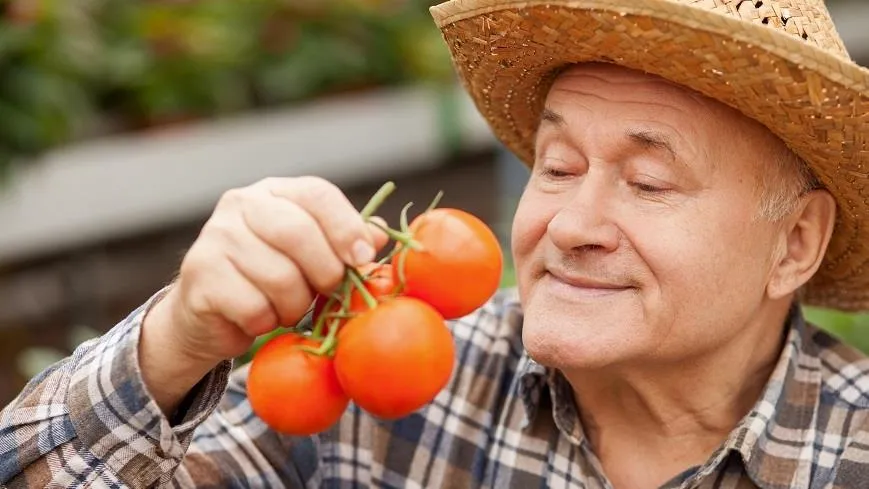 Польза меда, чеснока и помидоров для здоровья. Узнайте больше!