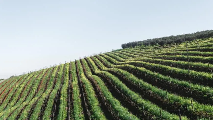 ЮАР - это более 800 км виноградников