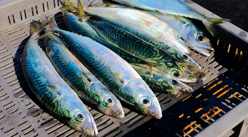  Японская (Scomber japonicus) — она широко распространена в Тихом океане, используется в японской кухне (например, для приготовления сашими, гриля или консервов)