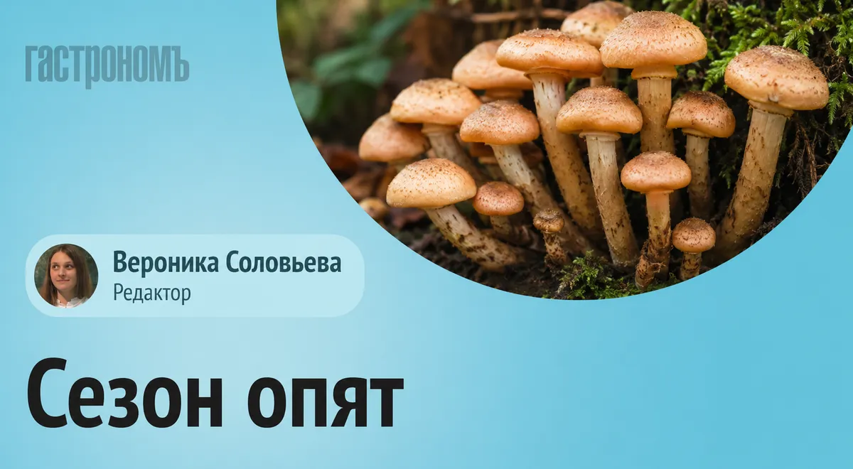 Когда начинается сезон опят в Подмосковье в 2026 году
