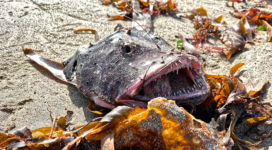 Удильщик – ценный источник легкоусвояемого животного белка с низким содержанием жира и холестерина