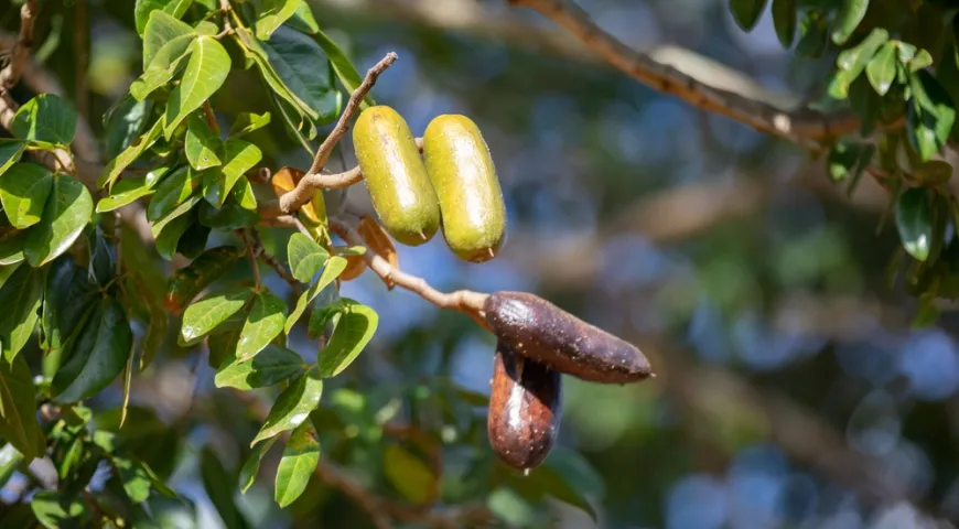Плоды дерева ятоба (Фото: shutterstock)