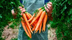 У моркови обнаружили новое ценное свойство — в ней не только витамины