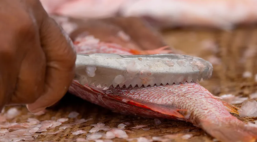 Ножи-скребки очень удобны — они делают чистку рыбы быстрой и удобной