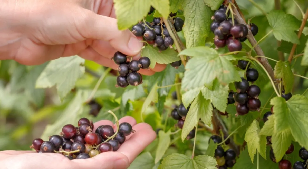 В Роспотребнадзоре предложили запастись ягодами и листьями смородины — вот зачем
