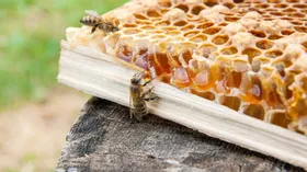 Как прекратить массовую гибель пчёл в России? Издать новый закон!