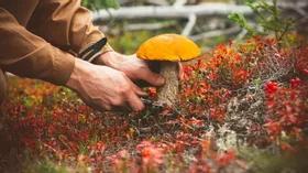 Как заработать на грибах и лесных ягодах