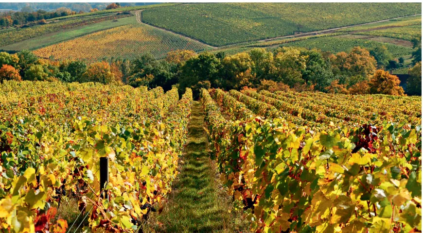 Долина Луары – один из главных винодельческих регионов Франции.