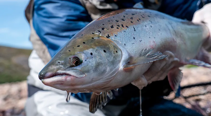  Пик улова чавычи приходится на июнь и июль