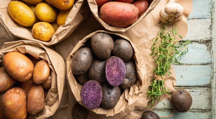 Разноцветный картофель, в том числе и фиолетовый