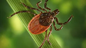 Как защититься от клещей