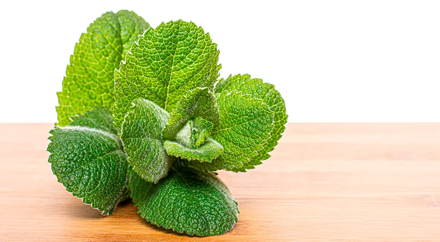 Мята душистая (Mentha suaveolens) 
