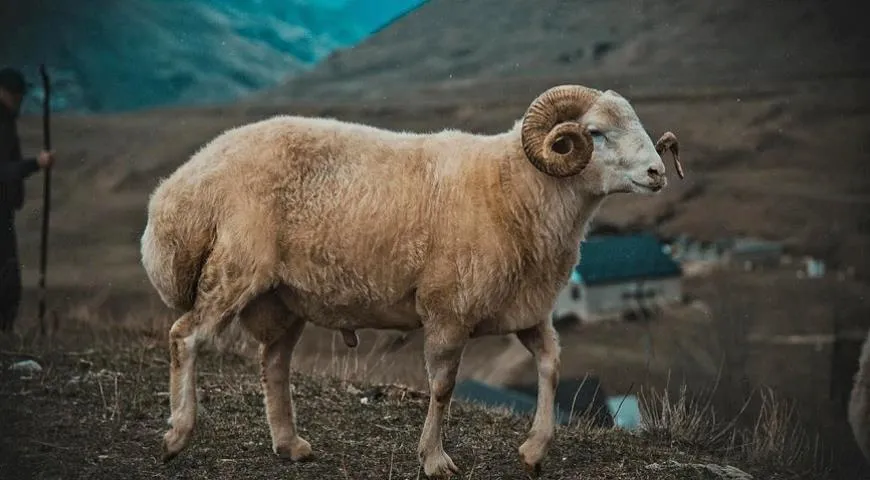 Почему дагестанская баранина считается самой лучшей в России?
