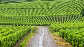 Виноградники Шампани