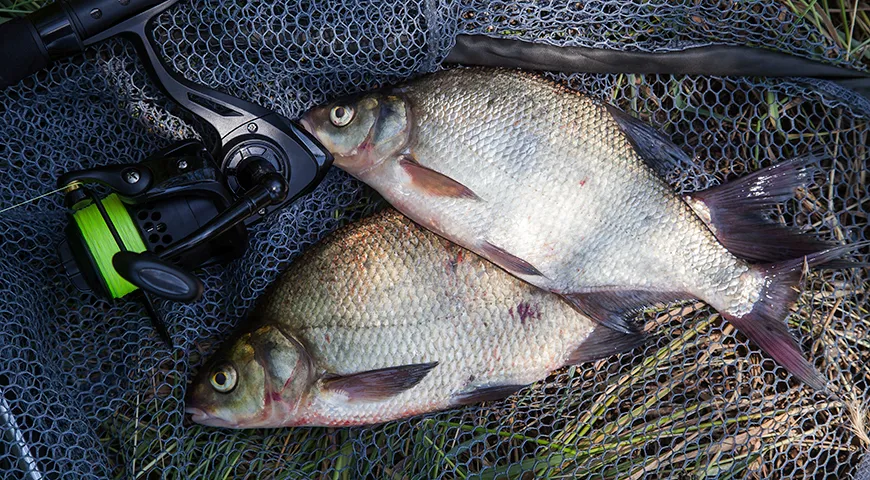 Лещ обладает наилучшими вкусовыми качествами весной и в начале осени