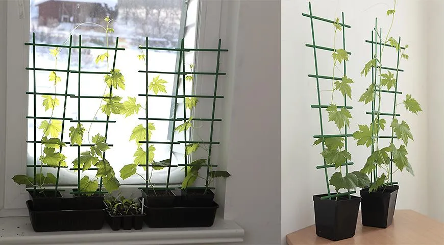 Выращивание момордики дома ангалогично выращиванию огурцов, но плод момордики на любителя и культура эта пока очень редка.