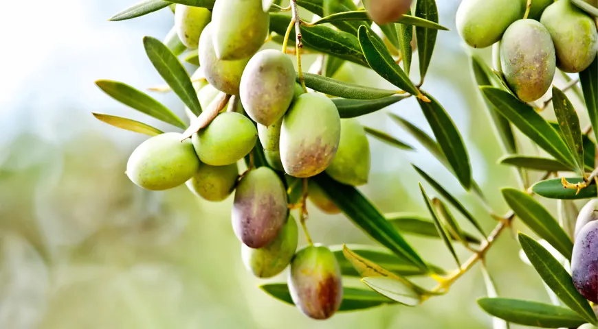 Оливки из Испании