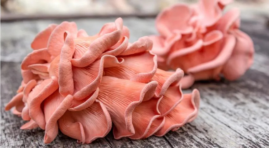 На Урале начали выращивать необычные розовые вешенки — читать на ...