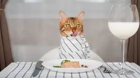 7 продуктов с нашего стола, которые нельзя давать кошке: рассказывает эксперт