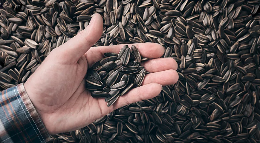 Перед жаркой переберите подсолнечные семечки — уберите мусор и поврежденные зерна