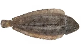 Язык морской