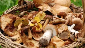 Рецепты с грибами – грибы жареные, соленые, ризотто с грибами, тальятелле с грибами