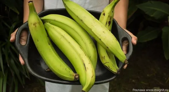 Плантайн – тот же банан, но зелёный? Изучаем новый сорт