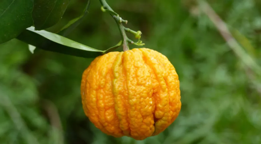 Севильский апельсин