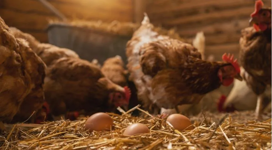 Производители хотят ограничить разведение куриц на дачах
