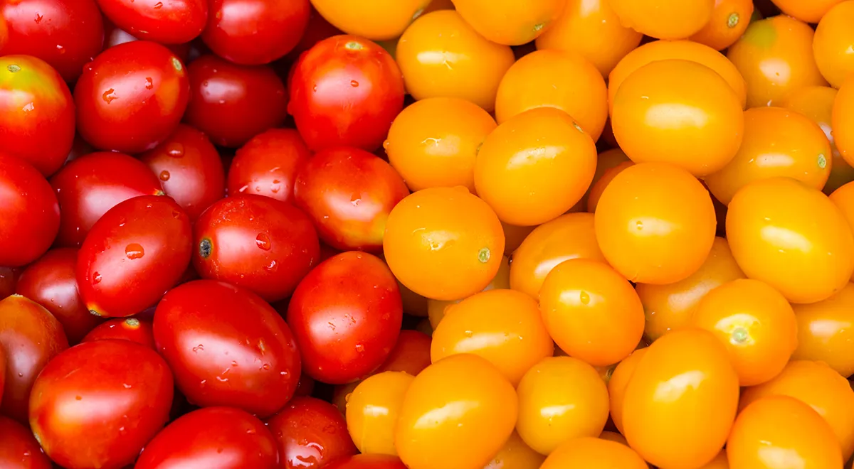 Чем желтые томаты отличаются от красных? Какие помидоры полезнее и вкуснее?