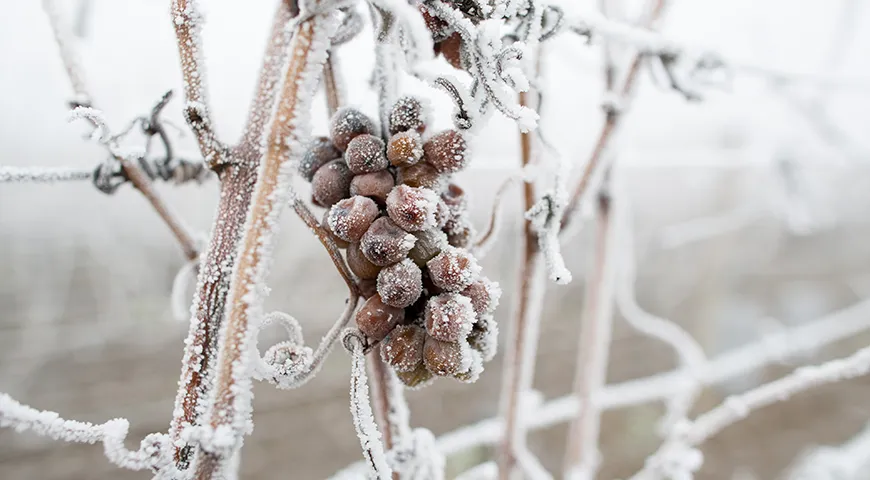 Благородная плесень Botrytis cinerea испаряет из винограда воду, заизюмливает их, концентрирует сахар и делает вкус насыщенным