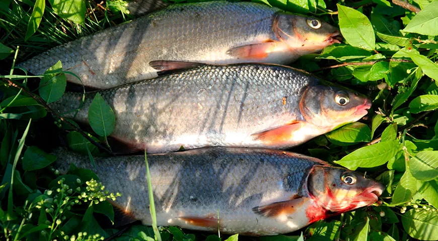 Своего пика рыбец достигает весной и в начале лета