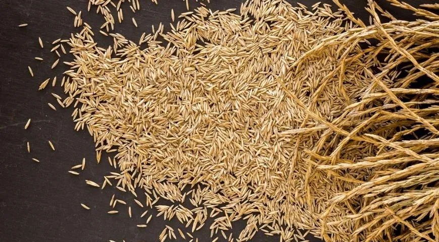 Кернза – родственник пшеницы, сорт пырея среднего