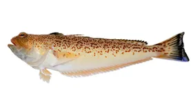 Морской дракон