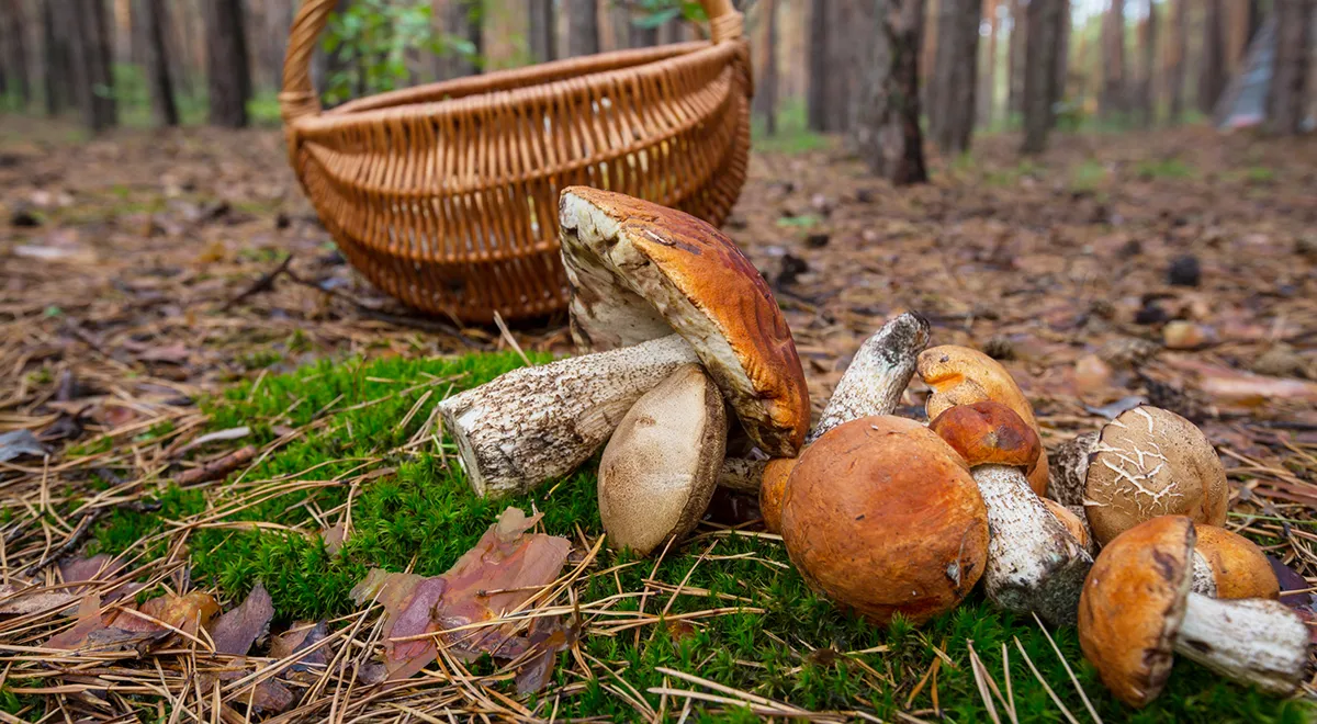 Стоит ли мыть лисички, подберезовики и белые перед тем, как готовить?