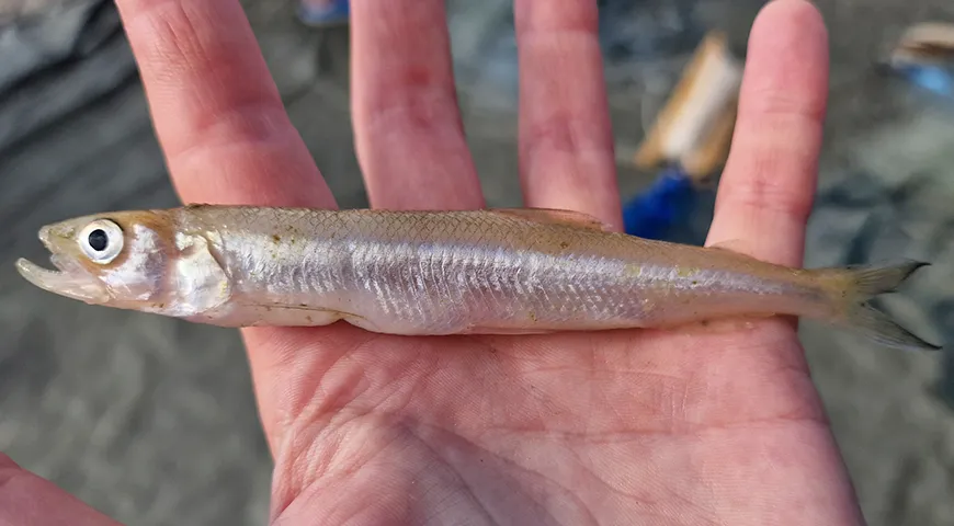 Европейская корюшка (Osmerus eperlanus)