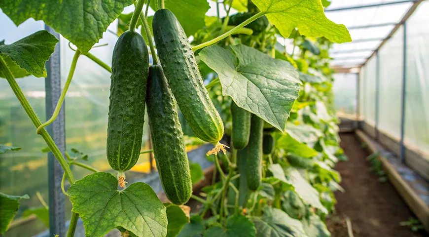 Лидер по выращиванию огурцов — Китай