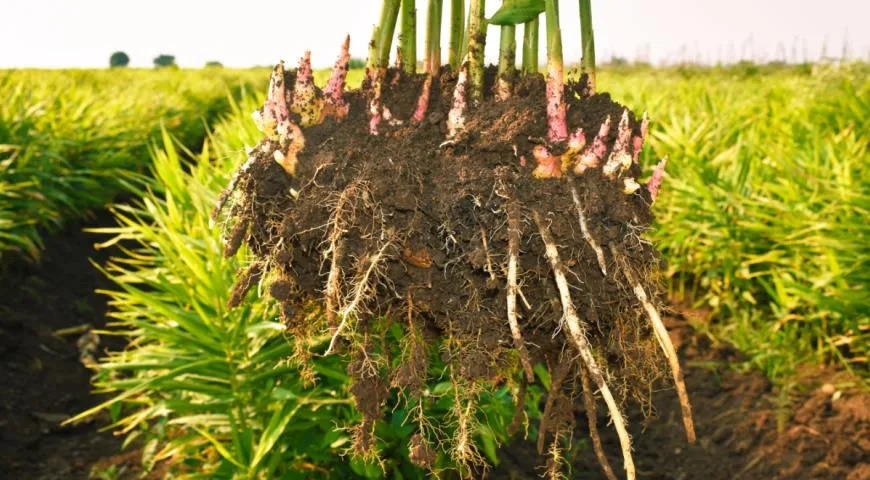 Корневища имбиря (Zingiber Officinale), собранные на поле