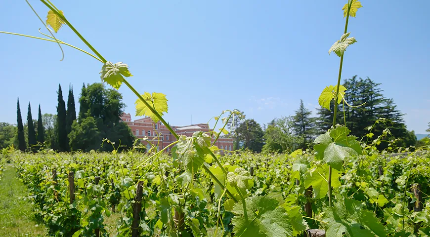 Особую ценность для виноделов в Грузии имеют автохтонные сорта — те, что появились и растут в определенном регионе и не встречаются больше нигде в мире