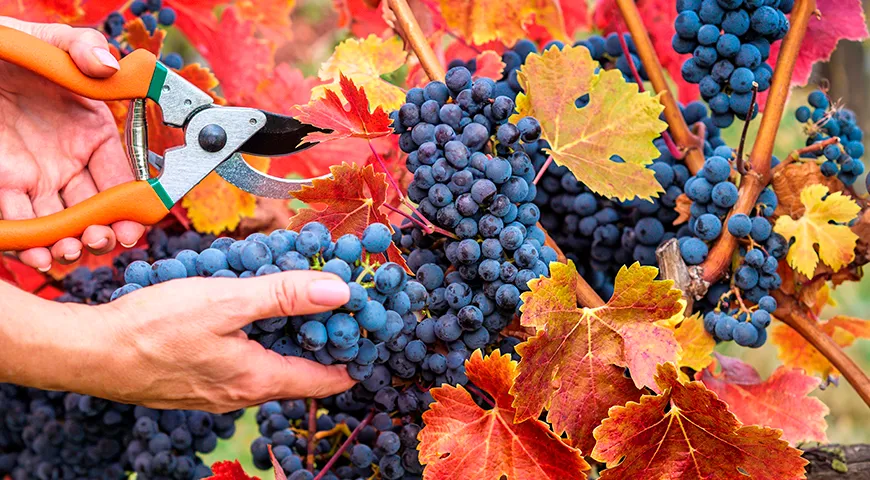 Каберне-совиньон — всемирно узнаваемый красный сорт винограда с насыщенным цветом