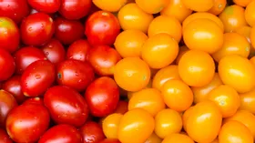 Чем желтые томаты отличаются от красных? Какие помидоры полезнее и вкуснее?