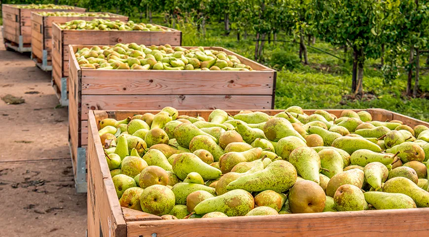 Урожай Конференции собирают с начала сентября по октябрь