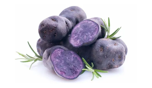 Картофель фиолетовый